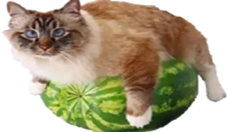🍉 emoji БОЛЬШЕ ⇨ @CLOOBHUB Telegram sticker 12 of 38