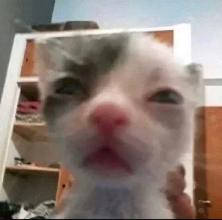 🐈 emoji котики няши Telegram sticker 12 of 33