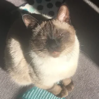 😴 emoji Котики емае Telegram sticker 9 of 118