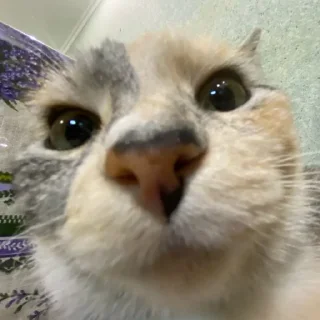 😲 emoji Котики емае Telegram sticker 8 of 118