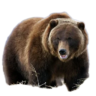 🐻 emoji РУССКАЯ ДЕМОКРАТИЯ Telegram sticker 12 of 30