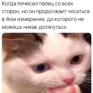 😋 emoji Suicide cats Telegram sticker 5 of 112