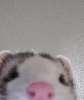 🐹 emoji Цените мать парни Telegram sticker 19 of 94