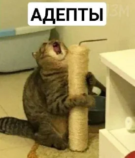 😫 emoji Хуананзион в моём сердечке❤️ Telegram sticker 8 of 105