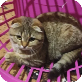 ⛓ emoji Вася Telegram sticker 5 of 33