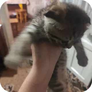 👊 emoji Вася Telegram sticker 23 of 33
