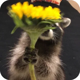 🌻 emoji Еноты 🦝 Telegram sticker 12 of 23