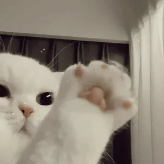 🖐 emoji че за ассорти Telegram sticker 17 of 37