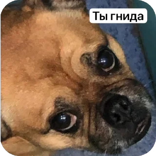 🫥 emoji Бучас отдыхает Telegram sticker 22 of 61
