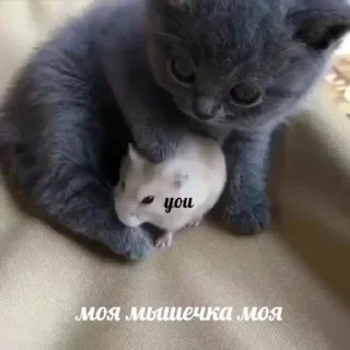 🥺 emoji котята Telegram sticker 15 of 115