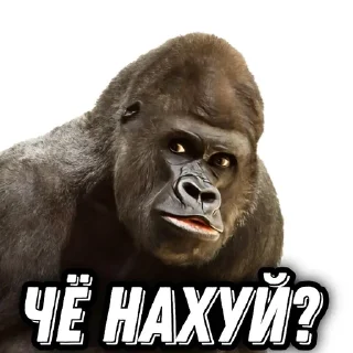 🦍 emoji Spais_stickr Telegram sticker 1 of 16