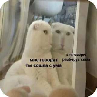 🫥 emoji Мемы и Коты Telegram sticker 14 of 32