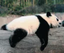 Sticker from Lazy Panda