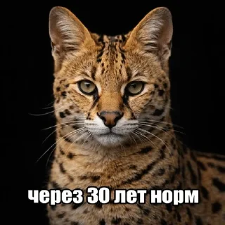 Sticker from Дикие кошки | marty