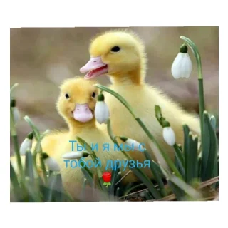 😄 emoji Гуси топчик Telegram sticker 8 of 15