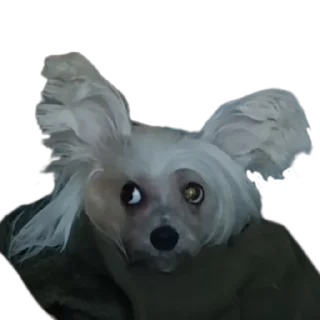 😰 emoji дикси Telegram sticker 17 of 22