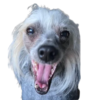 😃 emoji дикси Telegram sticker 21 of 22