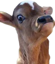 ☹ emoji Всратые животные Telegram sticker 21 of 37