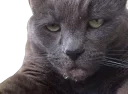 😪 emoji Всратые животные Telegram sticker 11 of 37