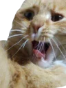 😨 emoji Всратые животные Telegram sticker 19 of 37