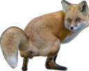 💩 emoji Всратые животные Telegram sticker 8 of 37