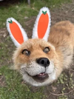 🌟 emoji sad fox Telegram sticker 14 of 35