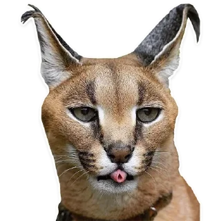 😛 emoji Big Floppa @homolvdens Telegram sticker 11 of 69