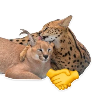 🤝 emoji Big Floppa @homolvdens Telegram sticker 21 of 69