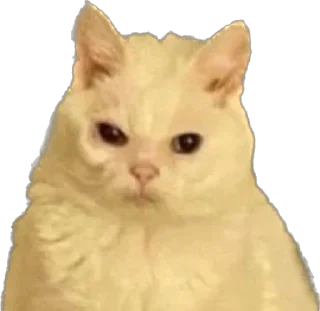 🌟 emoji Нет денег на премиум Telegram sticker 8 of 22
