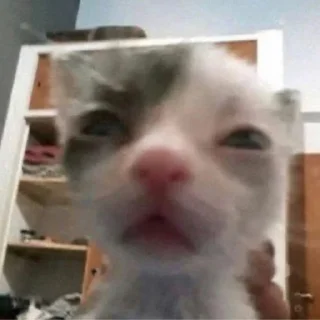 😅 emoji коты Telegram sticker 14 of 56