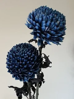 🫀 emoji chrysanthemums blue Telegram sticker 17 of 24