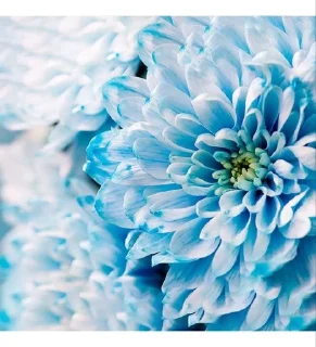 🫀 emoji chrysanthemums blue Telegram sticker 4 of 24