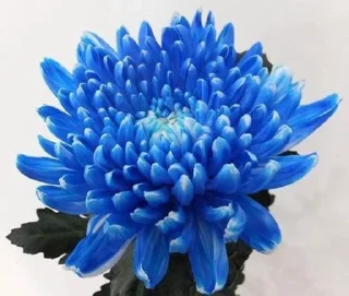 🫀 emoji chrysanthemums blue Telegram sticker 15 of 24