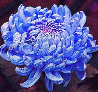 🫀 emoji chrysanthemums blue Telegram sticker 16 of 24