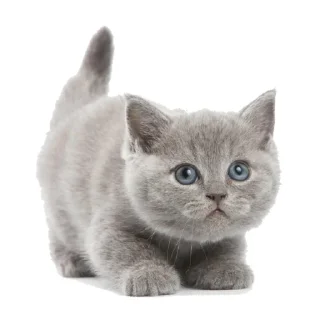 🐈‍⬛️ emoji 🍱 Telegram sticker 19 of 33