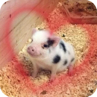 🤲 emoji свинки 🐷 Telegram sticker 5 of 15