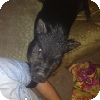 😡 emoji свинки 🐷 Telegram sticker 11 of 15
