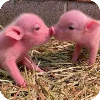 🐶 emoji свинки 🐷 Telegram sticker 13 of 15