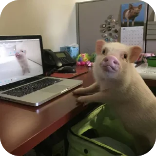 🐱 emoji свинки 🐷 Telegram sticker 9 of 15