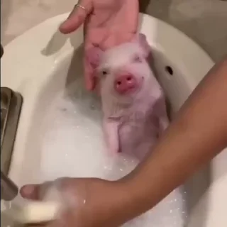 😎 emoji свинки 🐷 Telegram sticker 10 of 15