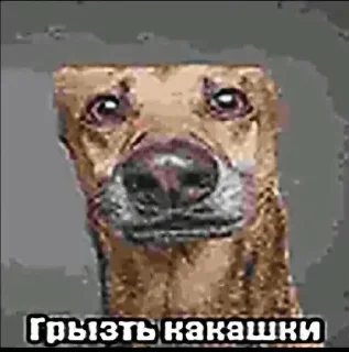 🌟 emoji сука нахуй Telegram sticker 11 of 52