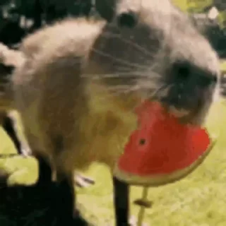 🍉 emoji капибара Telegram sticker 14 of 35
