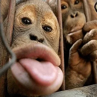 😏 emoji @TVstickers Monkey Telegram sticker 3 of 49
