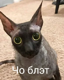 🌟 emoji Летучий зажигает Telegram sticker 16 of 18