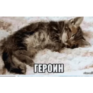 Sticker from @casualsongsss быстро подписку