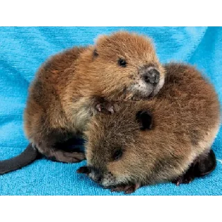 👶 emoji Бобри це любов, бобри це життя. Telegram sticker 21 of 24