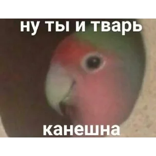 🙈 emoji Моня думает это смешно Telegram sticker 18 of 88