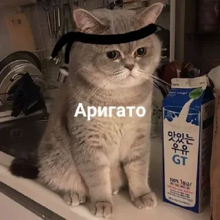 👋 emoji смешно | @xopowuj Telegram sticker 7 of 39