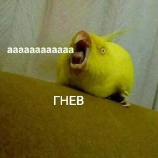 😡 emoji Моня думает это смешно Telegram sticker 20 of 88