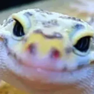 🐸 emoji успєх... Telegram sticker 24 of 50